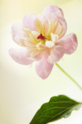 Paeonia lactiflora giclee art print