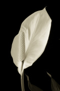 Peace lily giclee art print