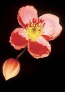 Michael Williams art print