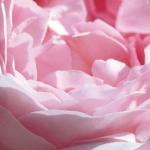 Michael Williams art print