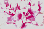 Carol Lynch art print