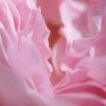 Michael Williams art print