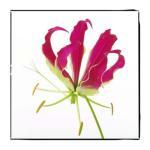 C. Wiseman art print