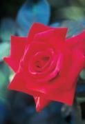 Michael Williams art print