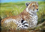 Resting Cheetah giclee art print