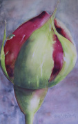 Rose bud giclee art print