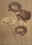Carine Cadby art print