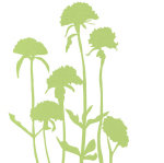 Silhouette Lychnis giclee art print