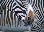 Soft Muzzle giclee art print