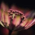 Michael Williams art print