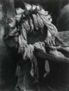 Edward J Steichen art print