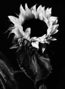 Michael Williams art print