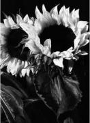Michael Williams art print