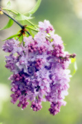 Syringa vulgaris giclee art print