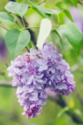 Syringa vulgaris giclee art print