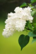 Syringa vulgaris giclee art print