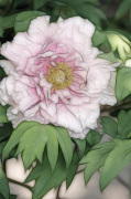 Tree Peony giclee art print