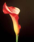 Michael Williams art print
