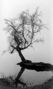 Untitled, tree in the lake art print