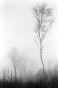 Trevor Crone art print