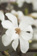 White Magnolia giclee art print