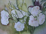White Roses art print