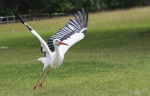 White Stork giclee art print