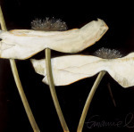 Beate Emanuel art print