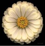 Harold Feinstein art print