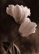 Sondra Wampler art print