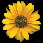 Harold Feinstein art print