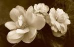 Sondra Wampler art print