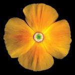 Harold Feinstein art print