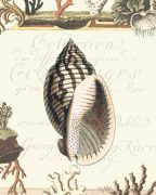 Scaletta art print