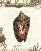 Scaletta art print