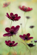 Cosmos Choca Mocha giclee art print