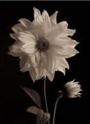 Sondra Wampler art print