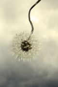 Dandelion in the Clouds giclee art print