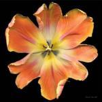 Harold Feinstein art print
