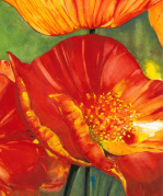 Hot poppies closeup giclee art print