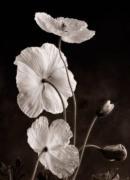 Sondra Wampler art print