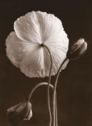 Sondra Wampler art print