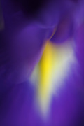 Iris Soft Light 1 giclee art print