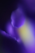 Iris Soft Light 2 giclee art print