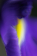 Iris Soft Light 3 giclee art print