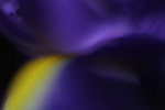 Iris Soft Light 4 giclee art print