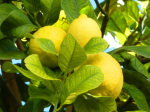 Lemon tree giclee art print