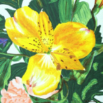 Lily giclee art print