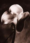 Sondra Wampler art print