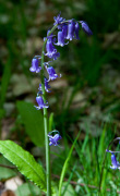 Native English Bluebell giclee art print